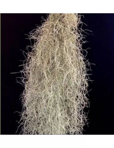 Tillandsia Usneoides