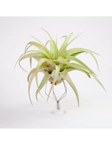 Tillandsia Rio Hondo