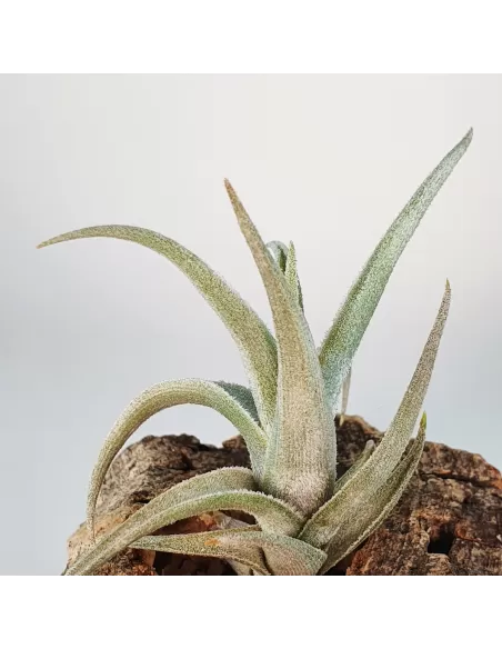 Tillandsia Xiphioides Enano
