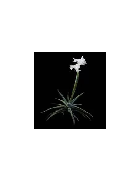 Tillandsia Xiphioides
