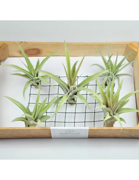Pack 25 Tillandsias