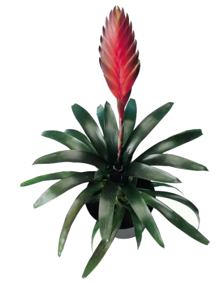 Vriesea duvaliana