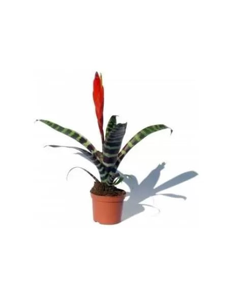 Vriesea splendens