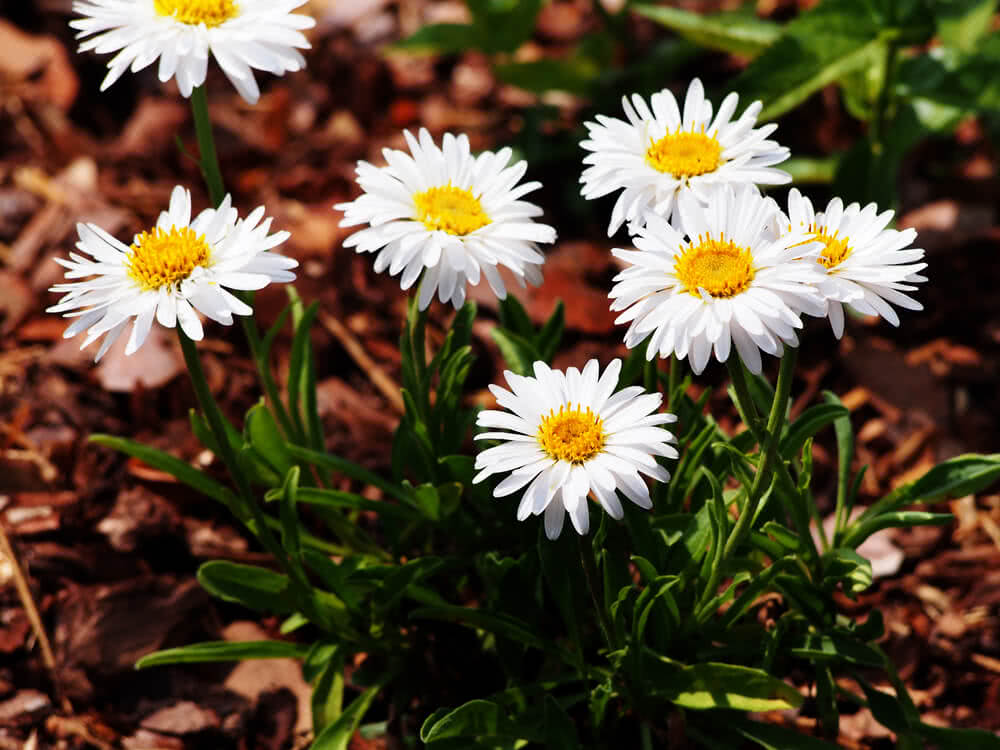 10 Types of Fertilizers That Help To Grow Plants