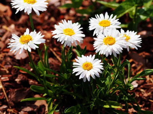 10 Types of Fertilizers That Help To Grow Plants