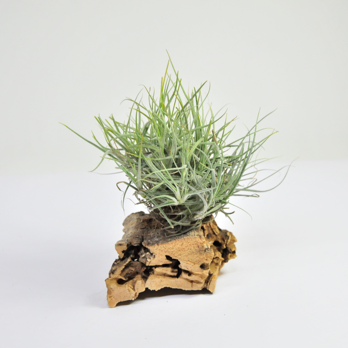 Tillandsia Capillaris  Tipo 1 Clump