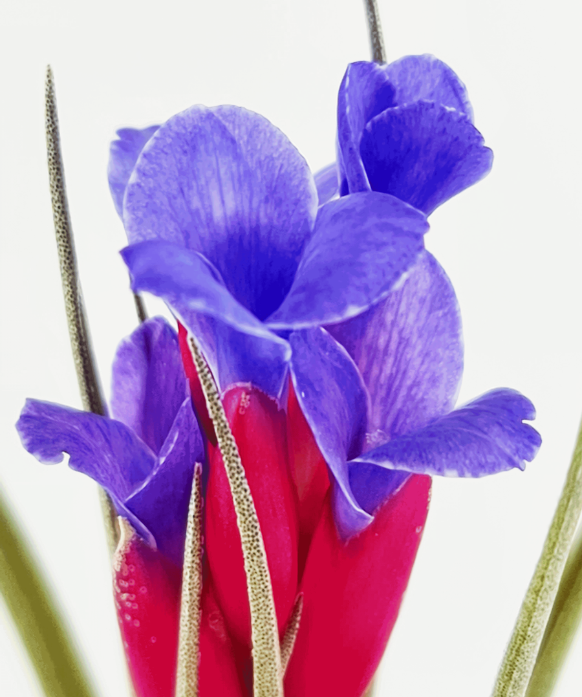 Tillandsia Aeranthos x Seideliana