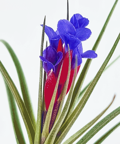 Tillandsia Aeranthos x Seideliana