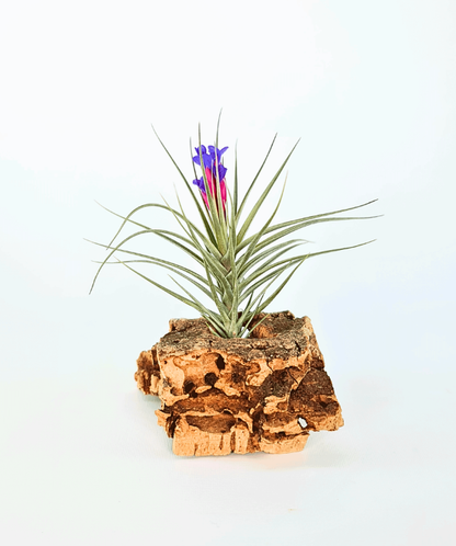 Tillandsia Aeranthos x Seideliana