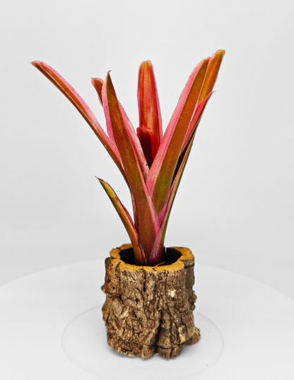 Neoregelia Shultessi Variedad Lose