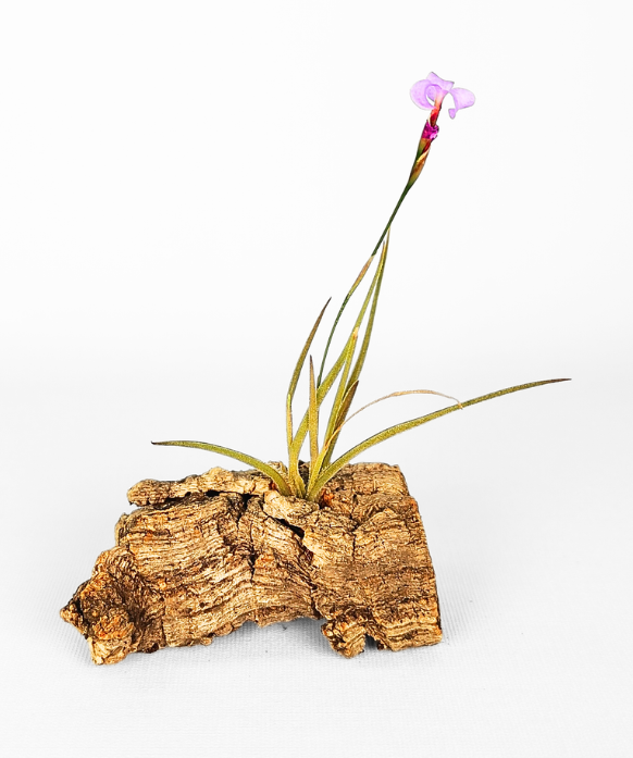 Tillandsia Bandensis