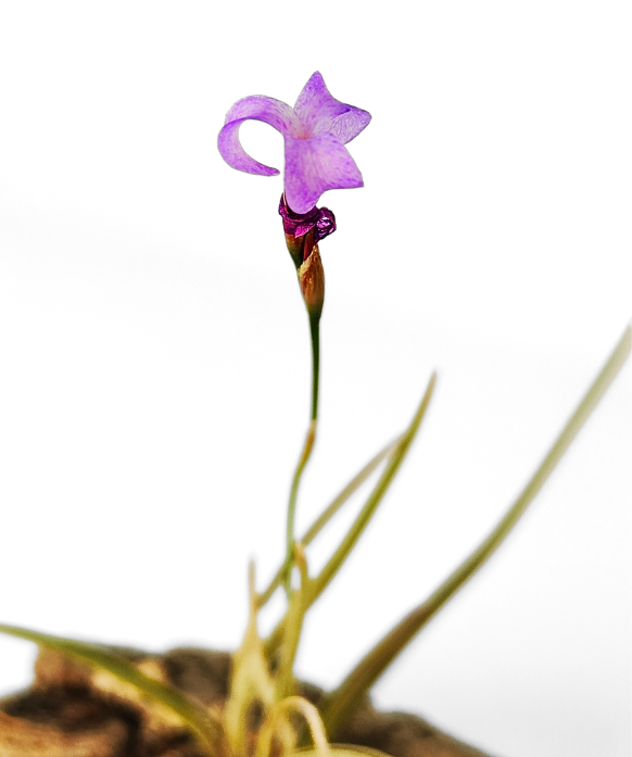 Tillandsia Bandensis