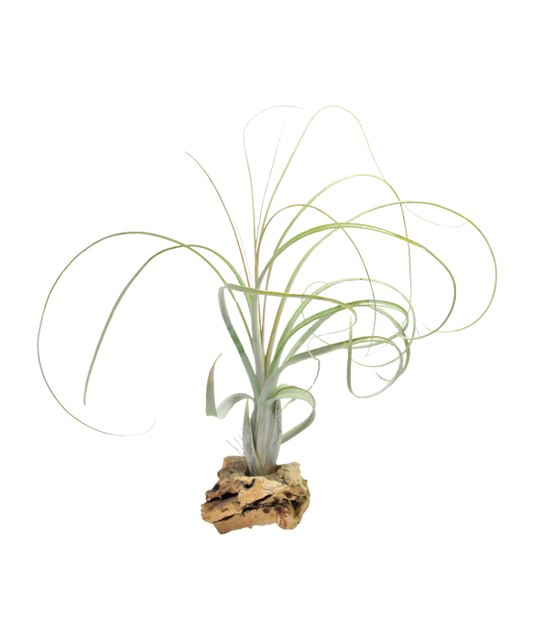 Tillandsia Balbisiana