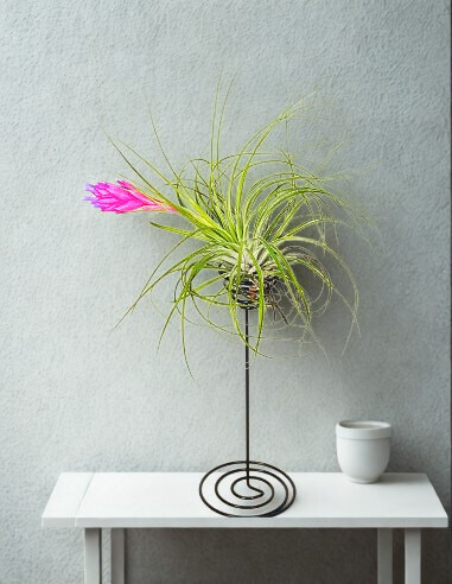 Soporte metálico negro para Tillandsias base espiral