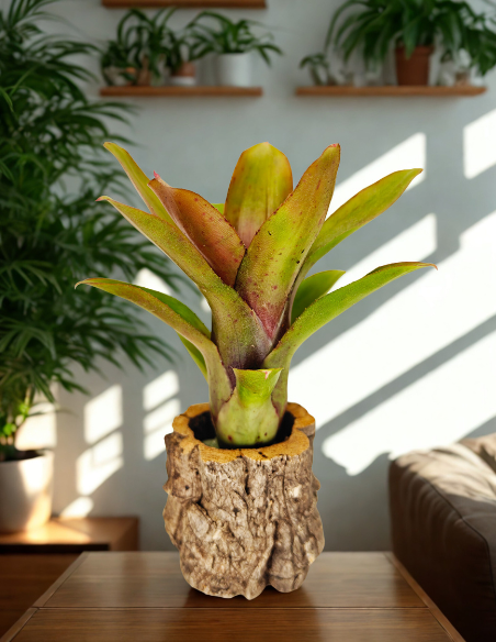 Neoregelia Amaranda