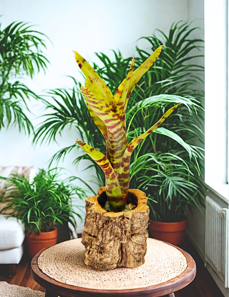 Neoregelia Punctissima Compact