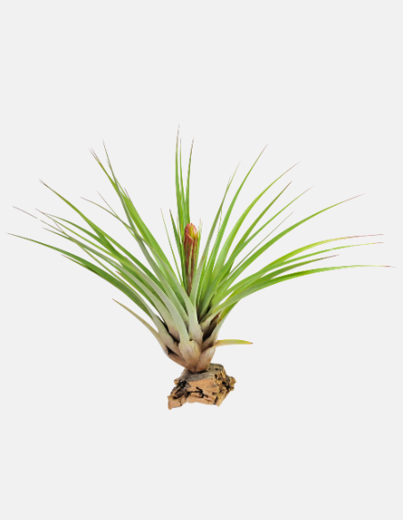 Tillandsia Fasciculata