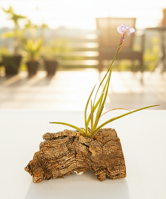 Tillandsia Bandensis