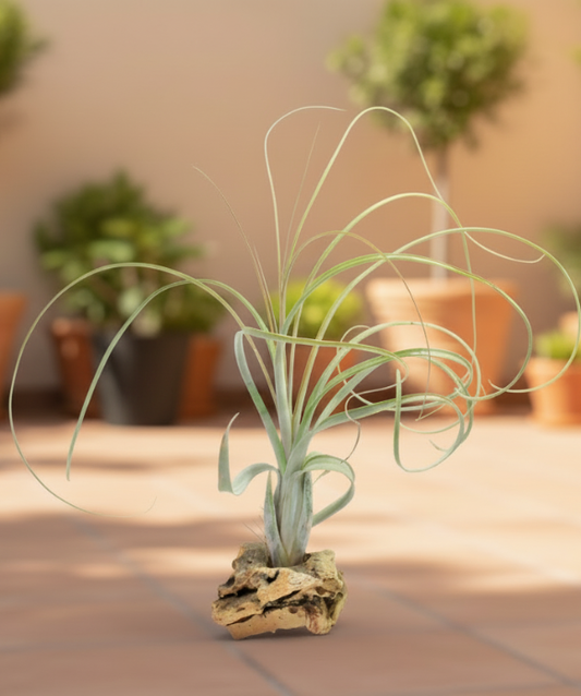 Tillandsia Balbisiana
