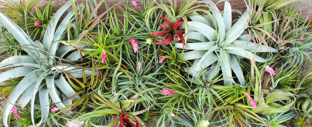 Tillandsias