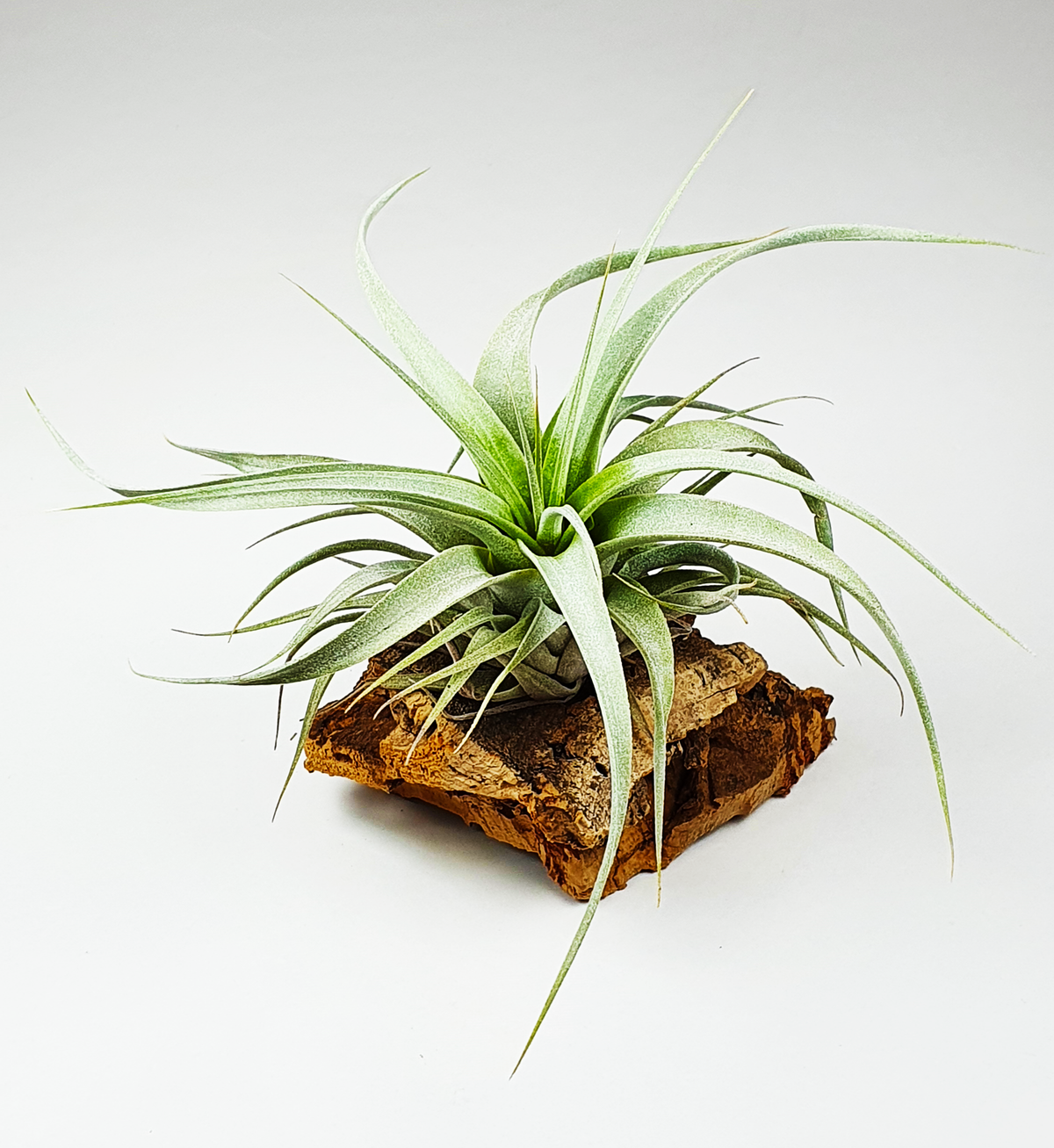 Tillandsia Xerographica