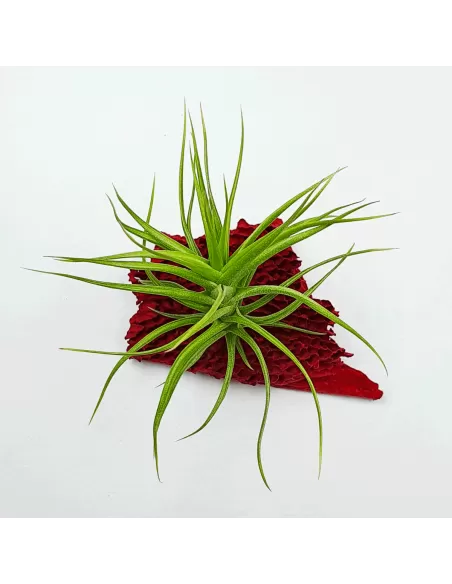 Tillandsia Aeranthos Minuette
