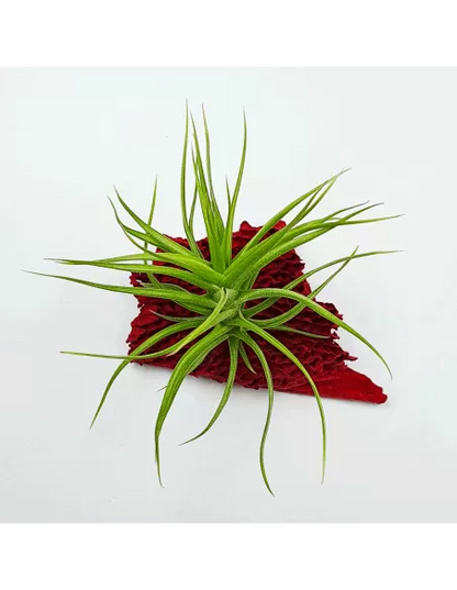 Tillandsia Aeranthos Minuette
