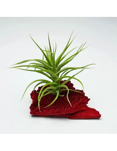 Tillandsia Aeranthos Minuette