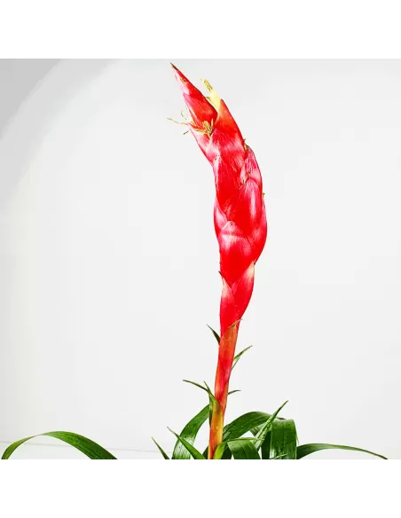 Tillandsia Astrid Vriesea