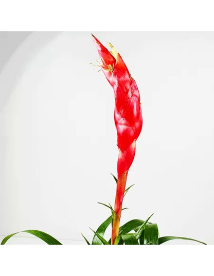 Tillandsia Astrid Vriesea