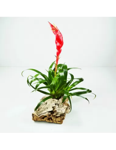 Tillandsia Astrid Vriesea