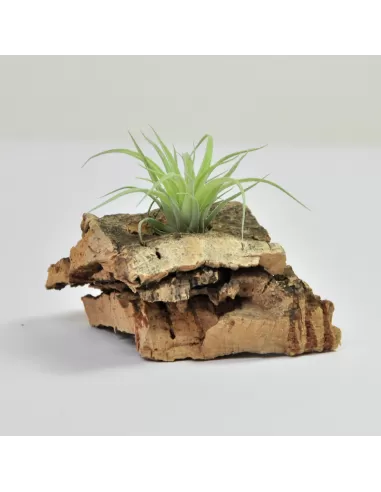 Tillandsia Bob Holm´s Jewel