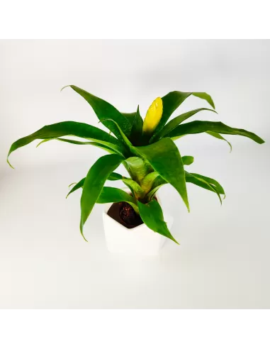 Bromelia Vriesea Ospinae