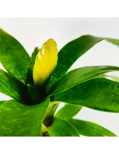 Bromelia Vriesea Ospinae