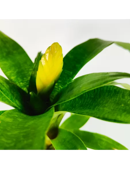 Bromelia Vriesea Ospinae