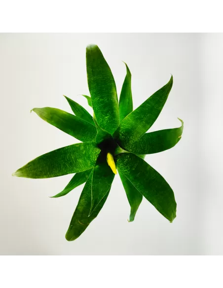 Bromelia Vriesea Ospinae