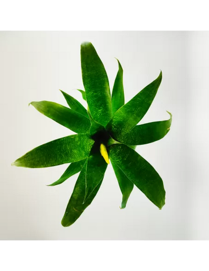 Bromelia Vriesea Ospinae