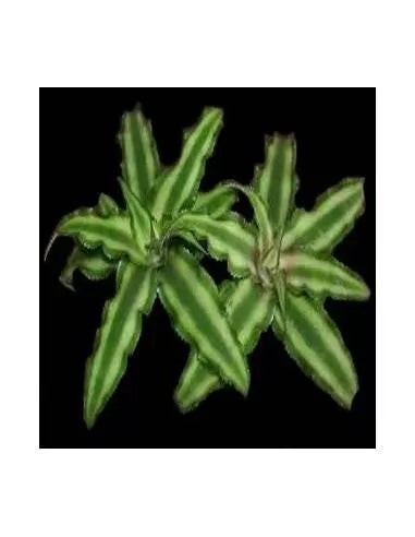 Cryptanthus Bivittatus Bromeliad Lose
