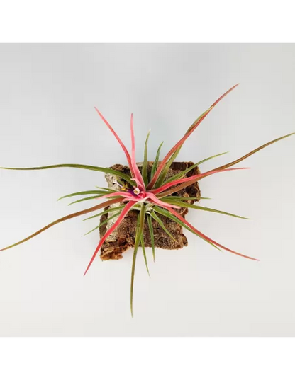 Tillandsia bulbosa x ionantha