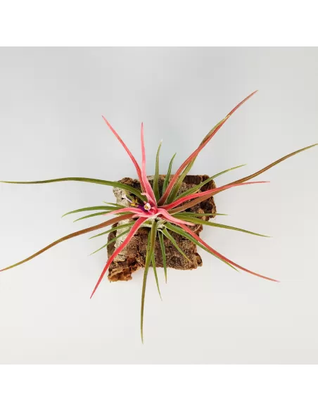 Tillandsia Bulbosa x Ionantha