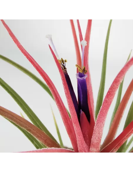 Tillandsia bulbosa x ionantha