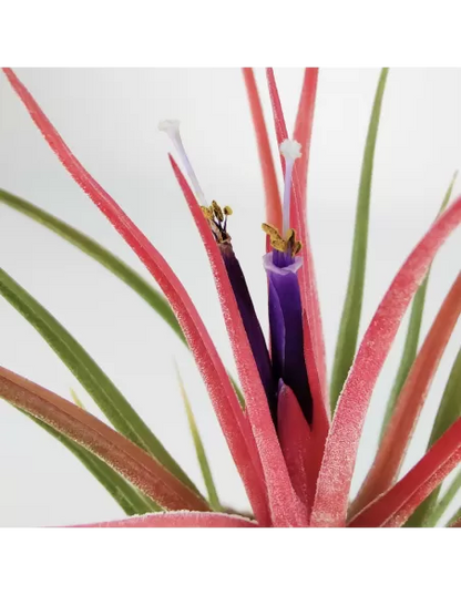 Tillandsia bulbosa x ionantha