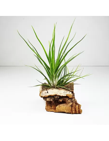 Tillandsia bulbosa x ionantha