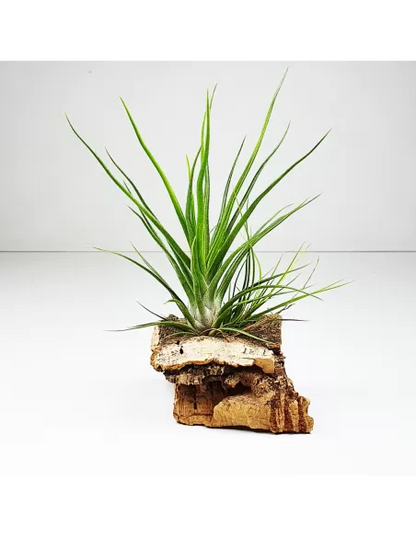 Tillandsia bulbosa x ionantha