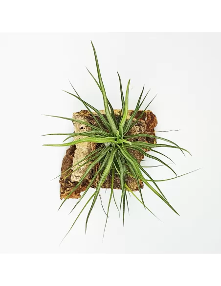 Tillandsia bulbosa x ionantha