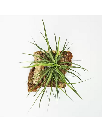Tillandsia bulbosa x ionantha