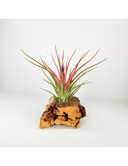 Tillandsia bulbosa x ionantha