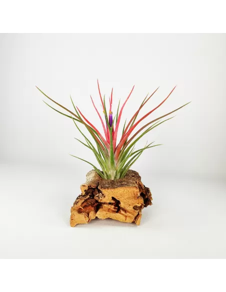 Tillandsia Bulbosa x Ionantha