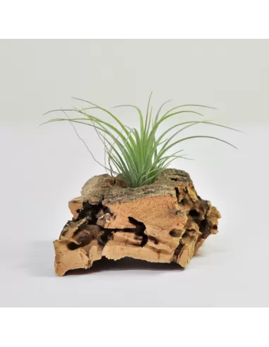 Tillandsia Carminea x Globosa