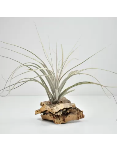 Tillandsia catimbauensis